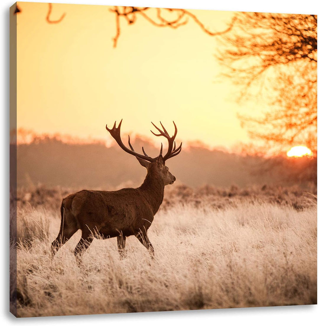 Hirsch im Sonnenuntergang, Format: 70x70 auf Leinwand, XXL riesige Bilder fertig gerahmt mit Keilrah