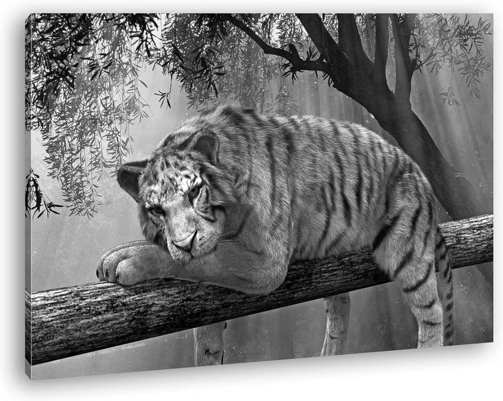 deyoli ruhig liegender weisser Tiger Effekt: Schwarz/Weiss Format: 80x60 als Leinwandbild, Motiv fer