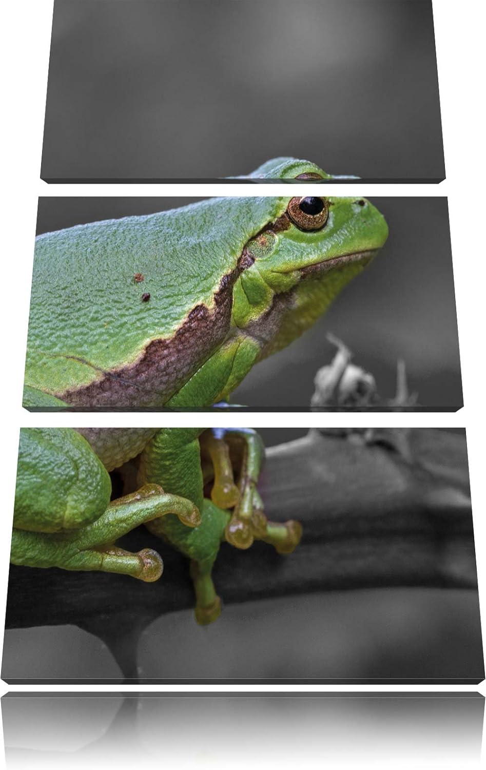Pixxprint winziger Frosch auf Dornenast als Leinwandbild/Grösse: 3 Teilig (120x80) / Wandbild/Kunstd