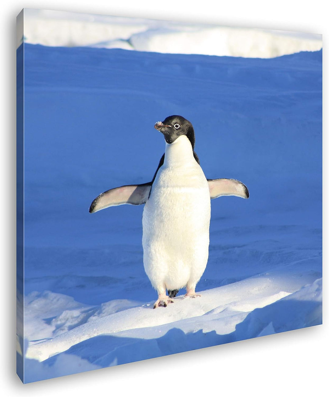 deyoli süsser junger Pinguin Format: 70x70 als Leinwandbild, Motiv fertig gerahmt auf Echtholzrahmen