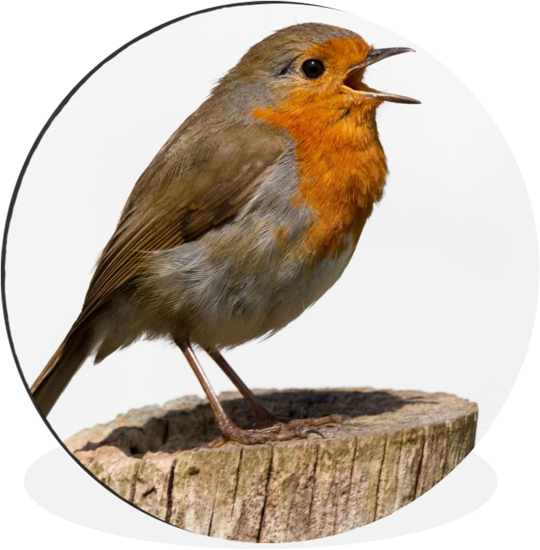 MuchoWow Wandbild Rund Wanddeko Deko Wohnzimmer Bilder 90x90 cm Rotkehlchen - Vogel - Holz, 90x90 cm