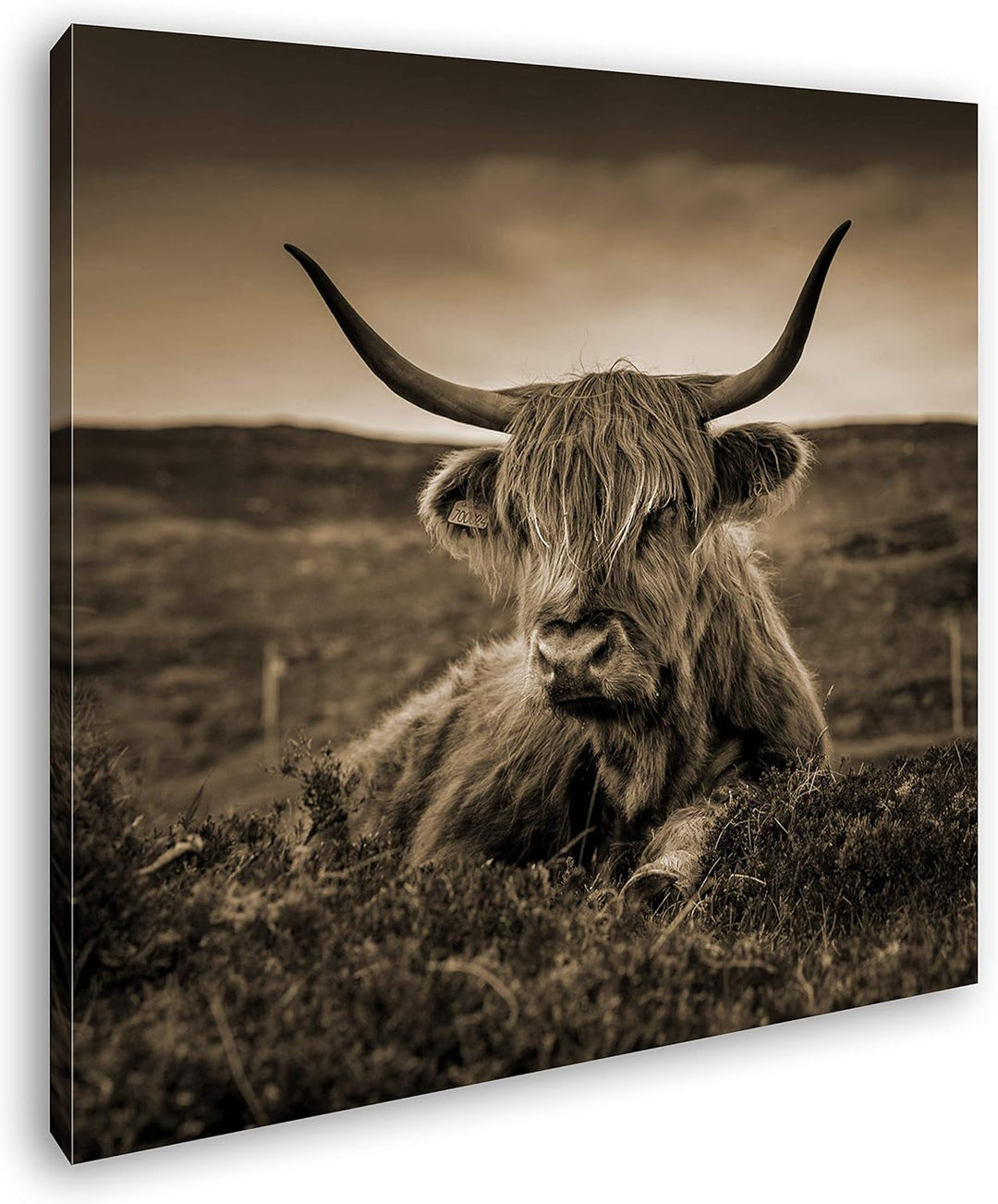deyoli pelziges Rind auf schottischer Landschaft im Format: 60x60 Effekt: Sepia als Leinwandbild, Mo