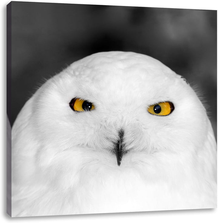 Prächtige schneeweisse Eule Schwarz/Weiss, Format: 70x70 auf Leinwand, 70x70