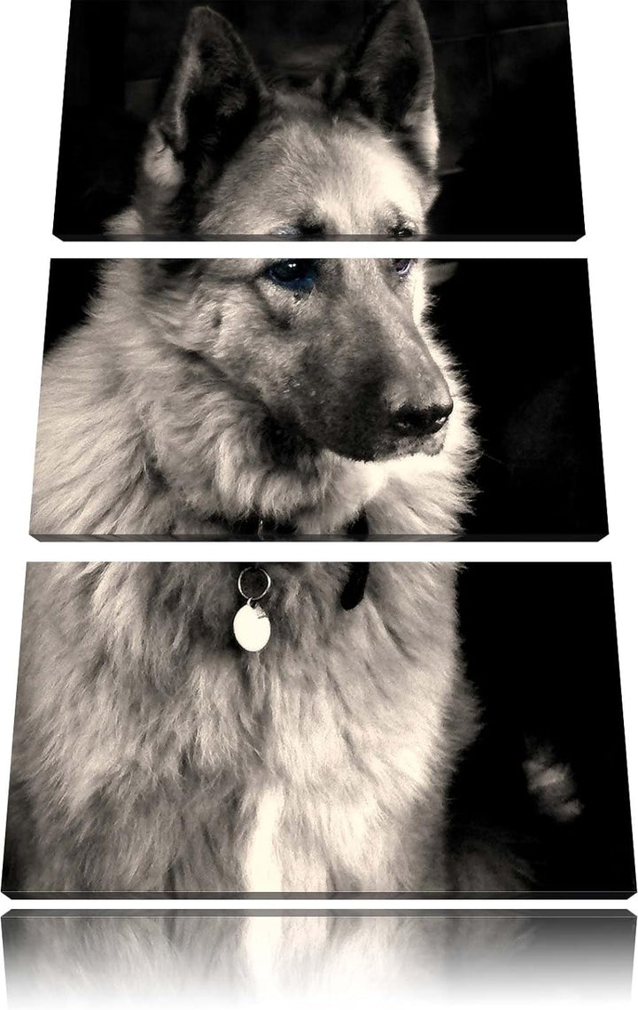 Pixxprint Zwei Hunde auf dem Teppich als Leinwandbild/Grösse: 3 Teilig (120x80 cm) cm/Wandbild/Kunst