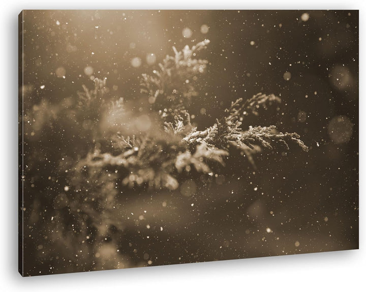 deyoli verschneiter Nadelzweig Format: 80x60 Effekt: Sepia als Leinwand, Motiv fertig gerahmt auf Ec