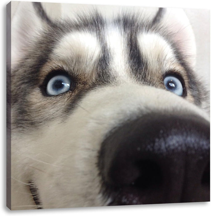 Glücklicher Husky, Format: 70x70 auf Leinwand, XXL riesige Bilder fertig gerahmt mit Keilrahmen, Kun