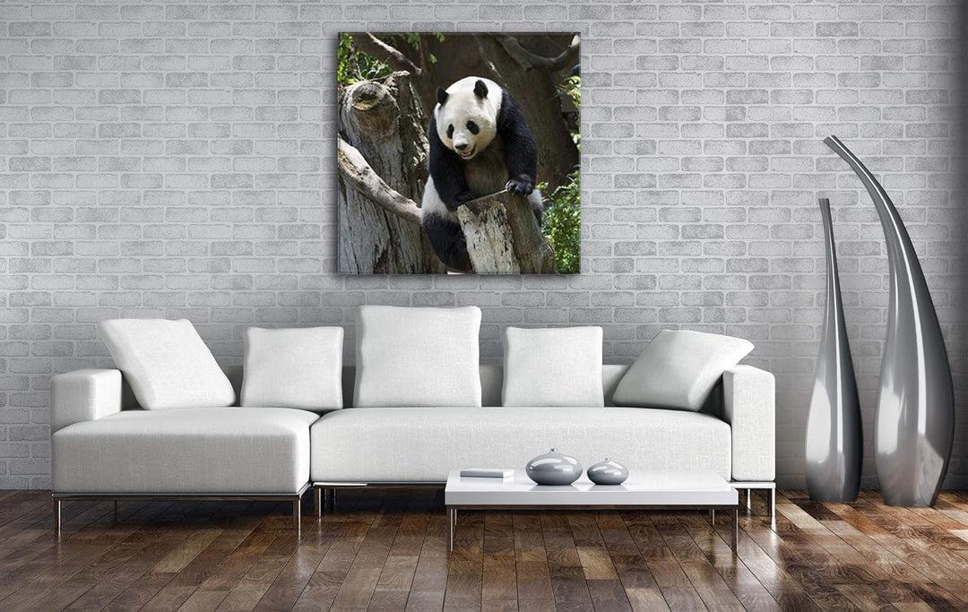 deyoli knuffiger Panda Format: 70x70 als Leinwandbild, Motiv fertig gerahmt auf Echtholzrahmen, Hoch
