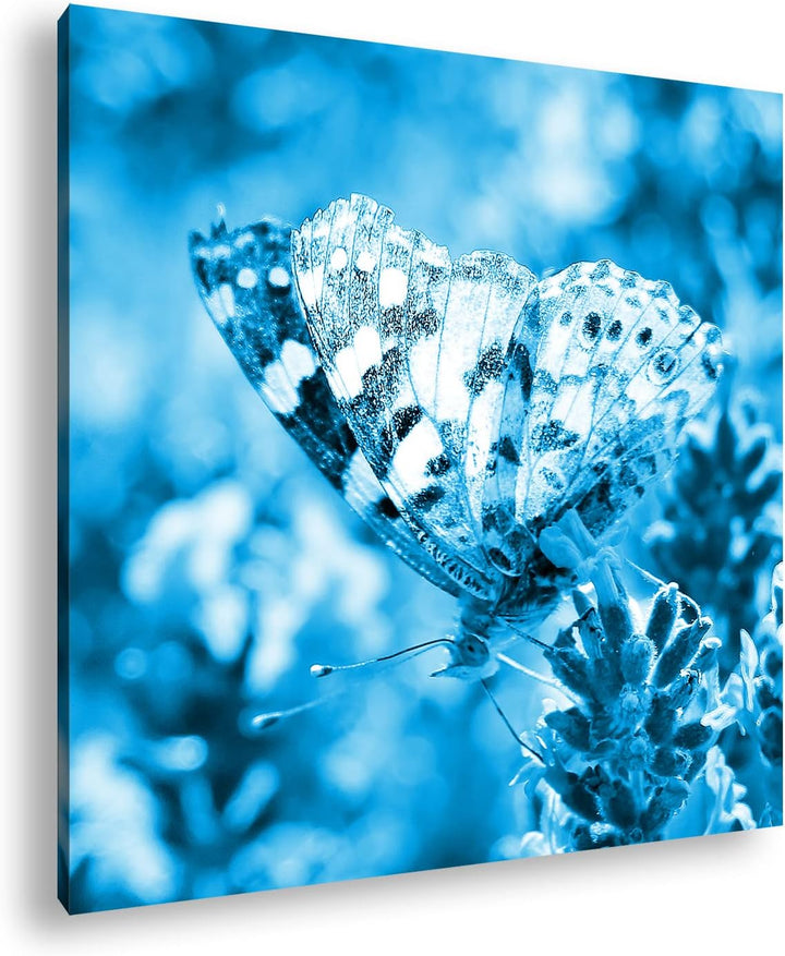 deyoli süsser Schmetterling Format: 60x60 Effekt: Monocrome Blau als Leinwandbild, Motiv fertig gera