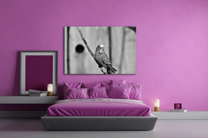 deyoli niedlicher Wellensittich Effekt: Schwarz/Weiss Format: 60x40 als Leinwandbild, Motiv fertig g