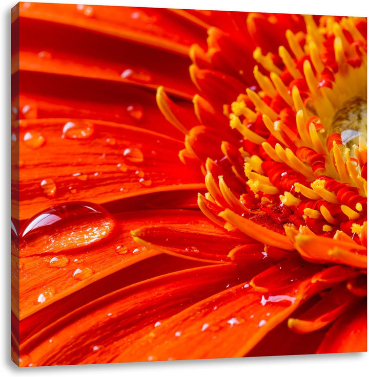 Gerbera mit Wassertropfen, Format: 70x70 auf Leinwand, XXL riesige Bilder fertig gerahmt mit Keilrah