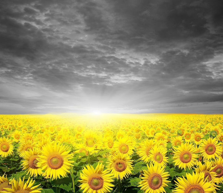 Sonnenblumen Sonnenuntergang Herdabdeckplatte & Spritzschutz aus Echtglas | Für Herd-Kochfelder | 60