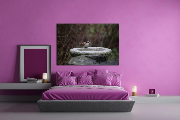 deyoli kleiner Spatz an einer Wassertränke Format: 100x70 als Leinwand, Motiv fertig gerahmt auf Ech