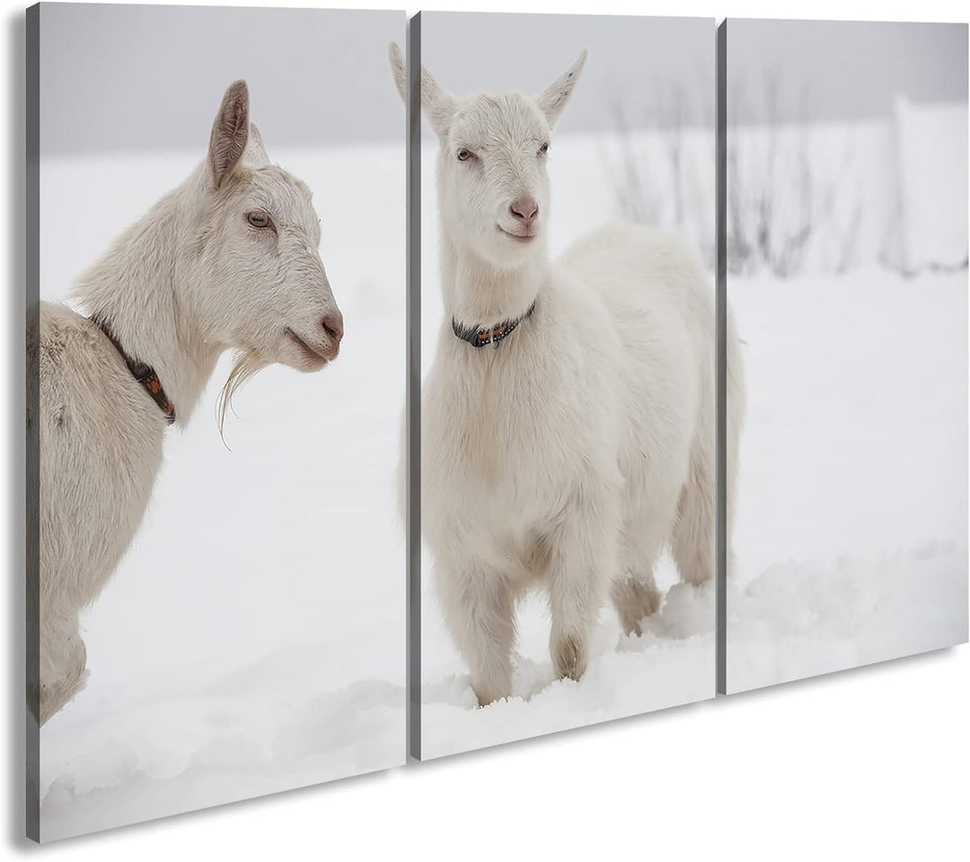 deyoli weisse Ziegen im Schnee Format: 3-teilig 120x80 als Leinwand, Motiv fertig gerahmt auf Echtho
