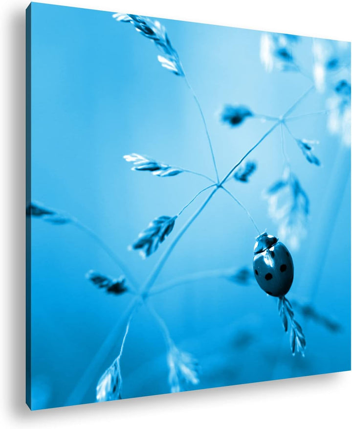 deyoli Kleiner roter Marienkäfer Format: 40x40 Effekt: Monocrome Blau als Leinwandbild, Motiv fertig