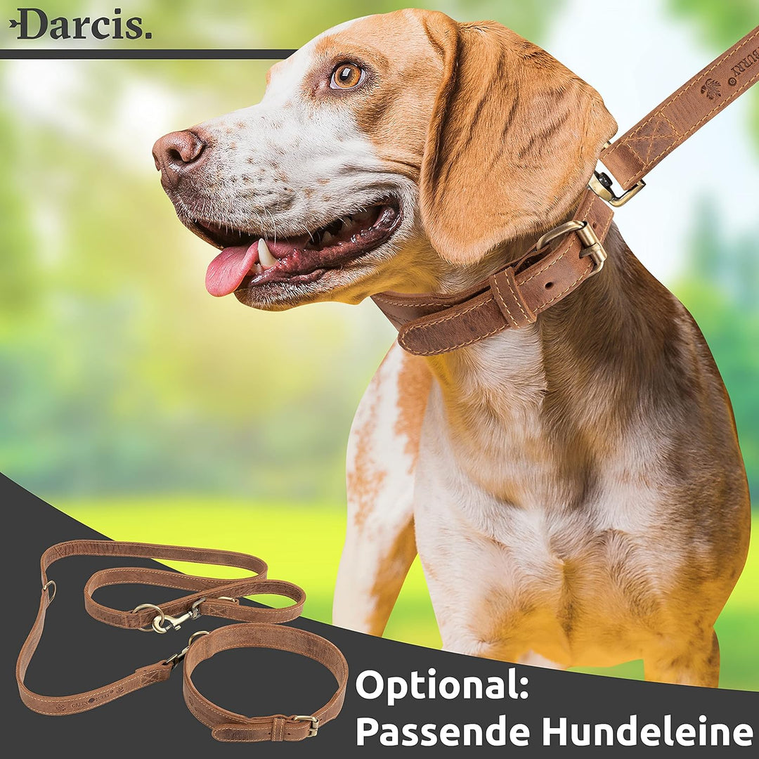 Darcis Hundehalsband Braun - Extrem Robustes Lederhalsband aus hochwertigem Rindsleder - Ideal für S