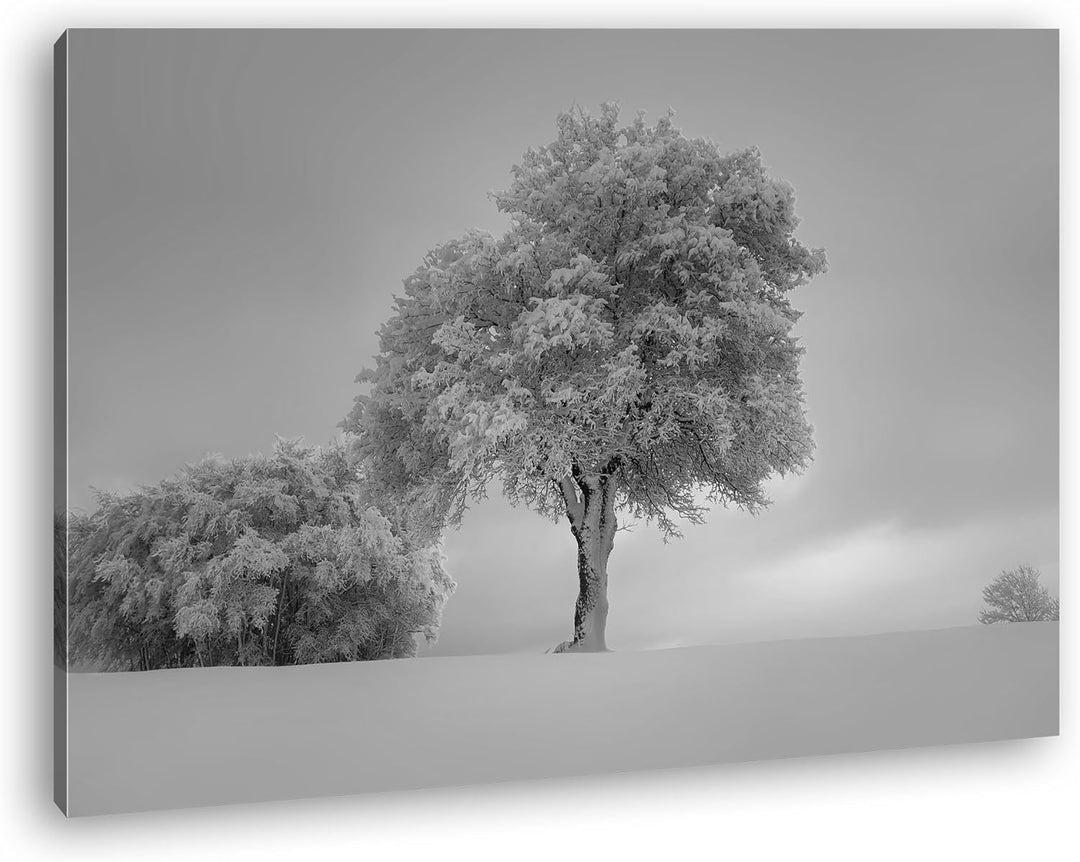 deyoli schneebedeckte Bäume Format: 100x70 Effekt: Schwarz/Weiss als Leinwand, Motiv fertig gerahmt