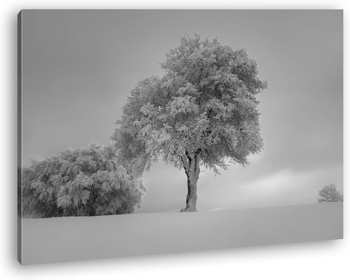 deyoli schneebedeckte Bäume Format: 100x70 Effekt: Schwarz/Weiss als Leinwand, Motiv fertig gerahmt