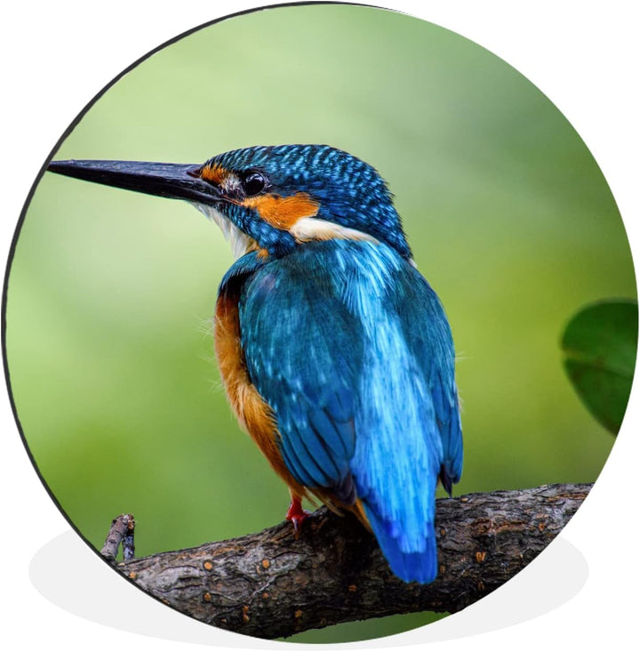 MuchoWow Wandbild Rund Wanddeko Deko Wohnzimmer Bilder 30x30 cm Eisvogel - Zweig - Blau, 30x30 cm