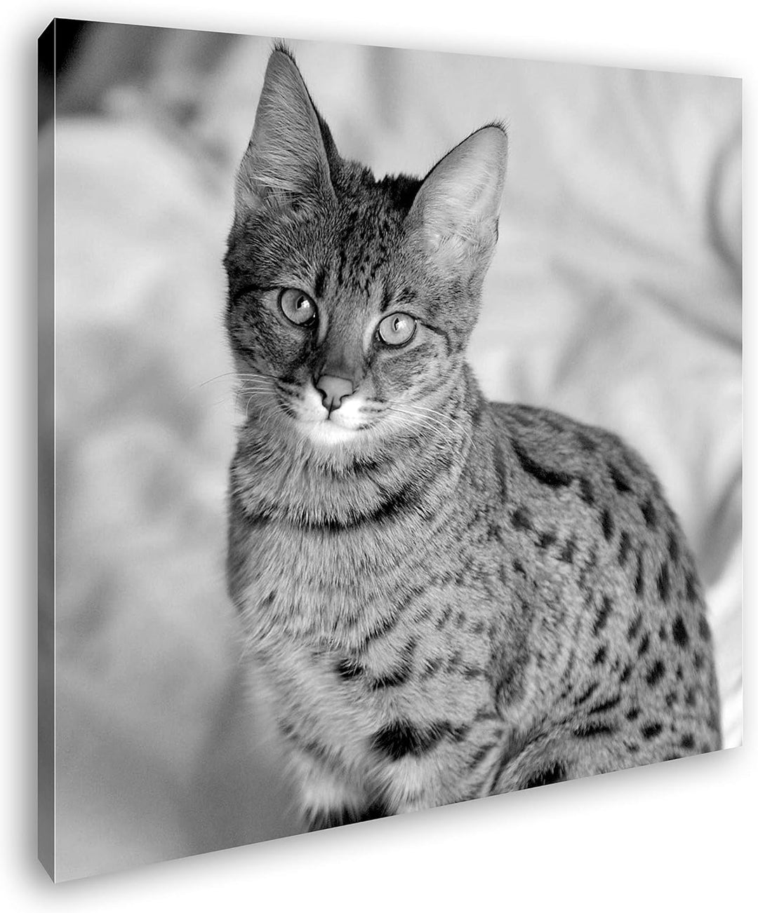 deyoli süsse Savannah Katze Format: 70x70 Effekt: Schwarz&Weiss als Leinwandbild, Motiv auf Echtholz