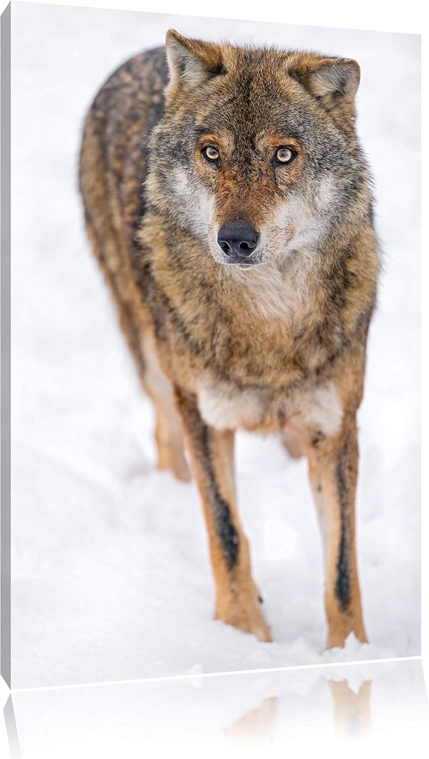Pixxprint Wolf in Schneelandschaft auf Leinwand, XXL riesige Bilder fertig gerahmt mit Keilrahmen, K