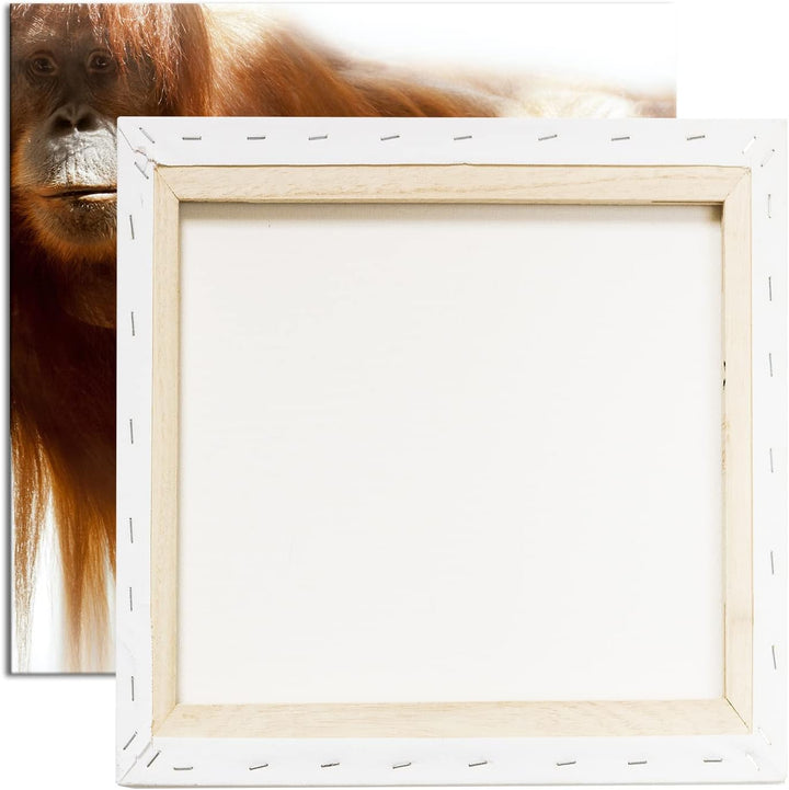 deyoli lustiger Schimpanse Format: 70x70 als Leinwandbild, Motiv fertig gerahmt auf Echtholzrahmen,