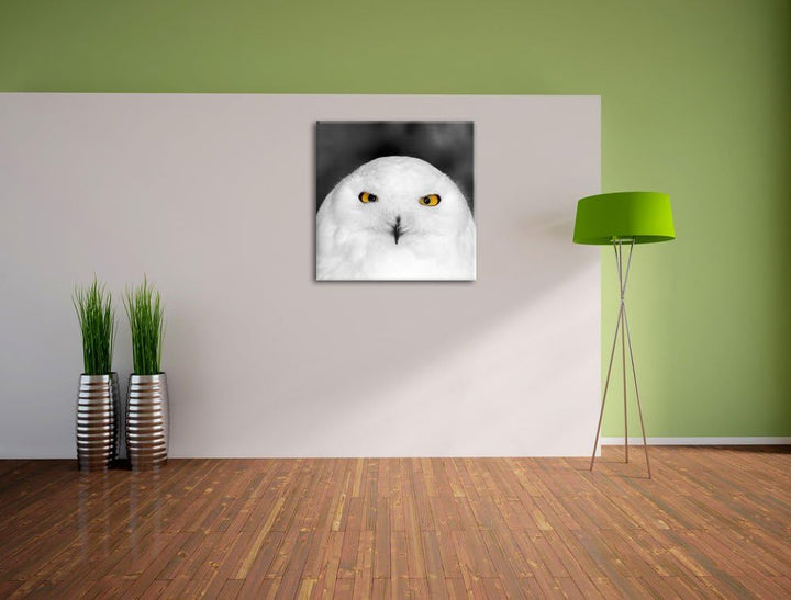 Prächtige schneeweisse Eule Schwarz/Weiss, Format: 70x70 auf Leinwand, 70x70