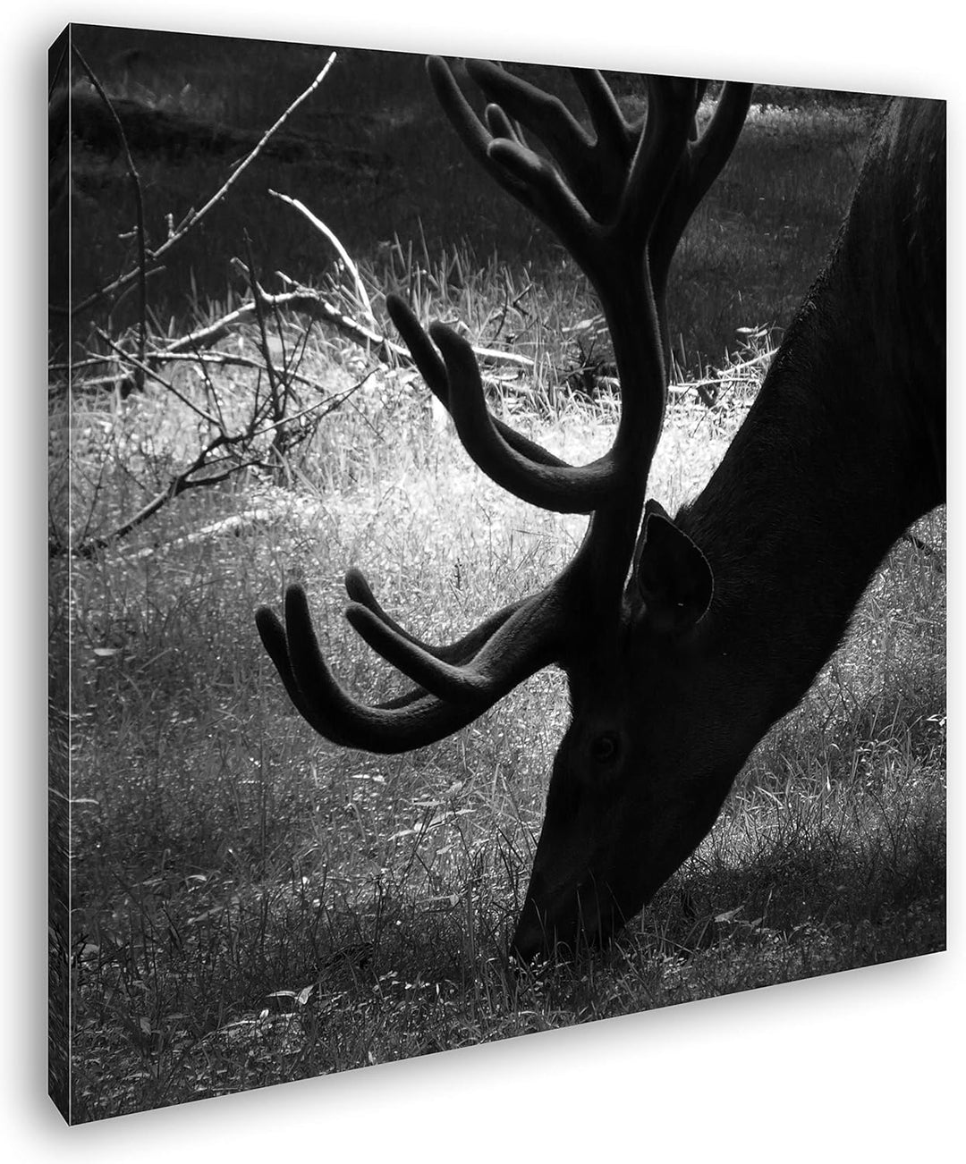 deyoli Rothirsch beim Essen Format: 60x60 Effekt: Schwarz&Weiss als Leinwandbild, Motiv fertig gerah