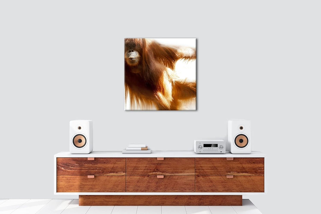 deyoli lustiger Schimpanse Format: 70x70 als Leinwandbild, Motiv fertig gerahmt auf Echtholzrahmen,