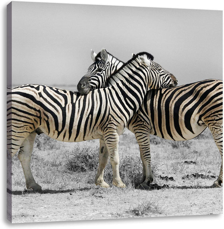 Pixxprint Zebras in der Savanne als Leinwandbild Quadratisch/Grösse: 70x70 / Wandbild/Kunstdruck/fer