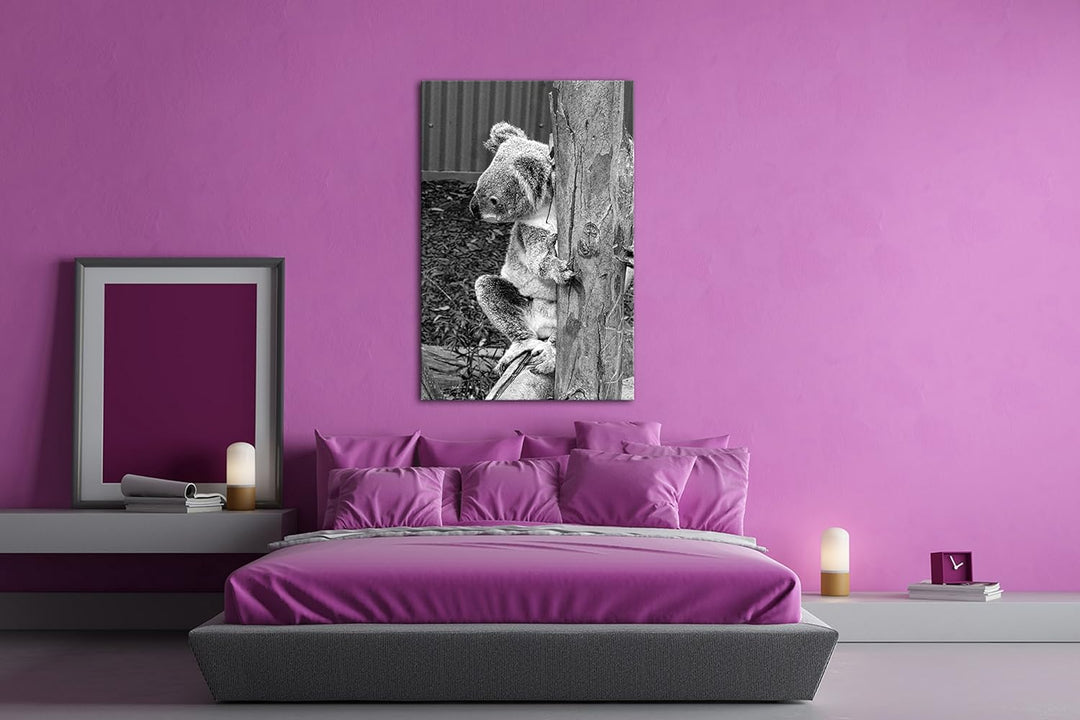 deyoli niedlicher Koala in Australien Effekt: Schwarz/Weiss Format: 60x40 als Leinwandbild, Motiv fe