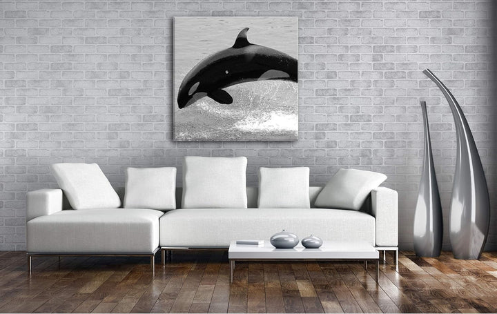 deyoli verspielter Orca Format: 60x60 Effekt: Schwarz&Weiss als Leinwandbild, Motiv auf Echtholzrahm