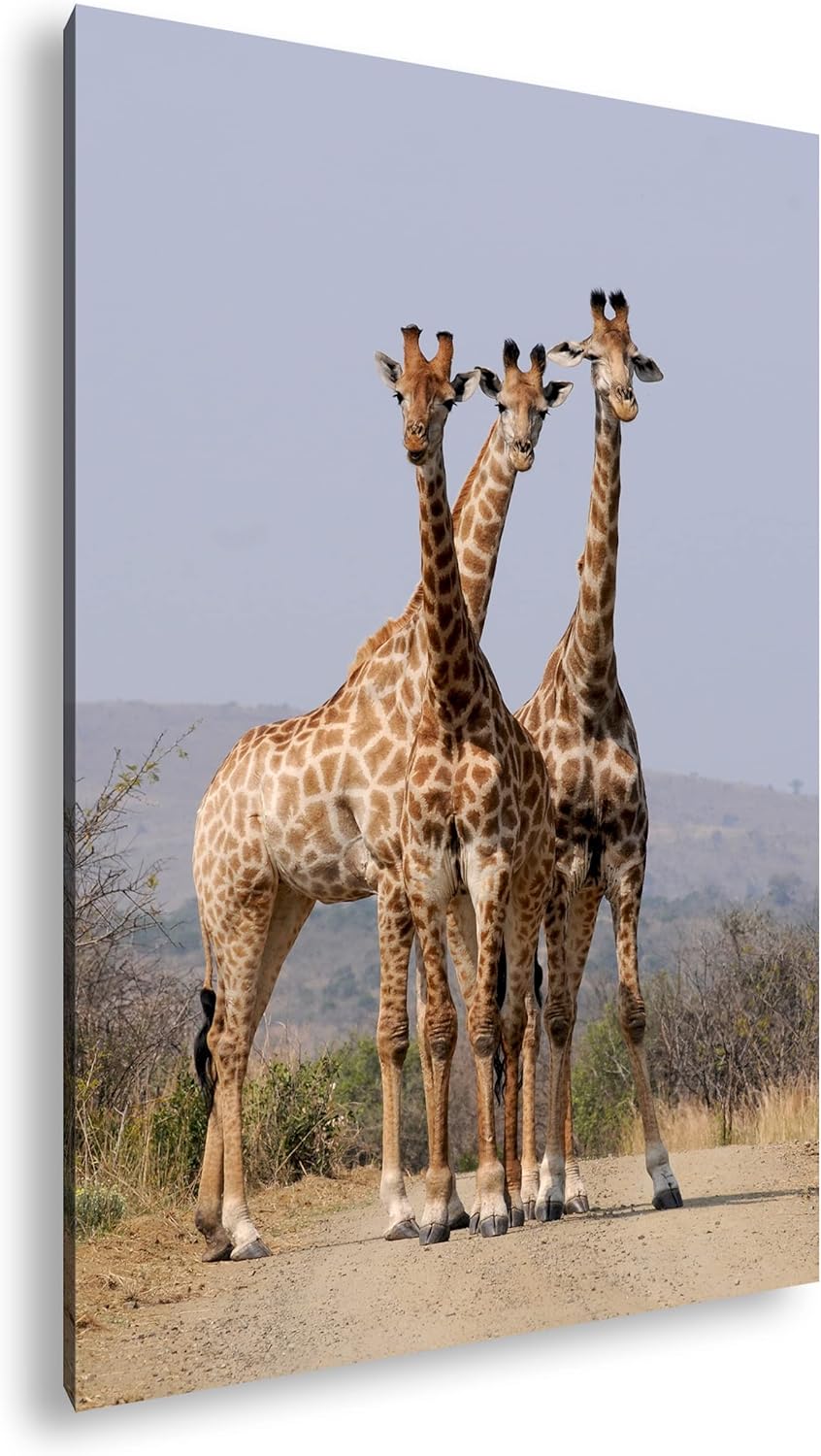 deyoli süsse Giraffen Format: 100x70 als Leinwand, Motiv fertig gerahmt auf Echtholzrahmen, Hochwert