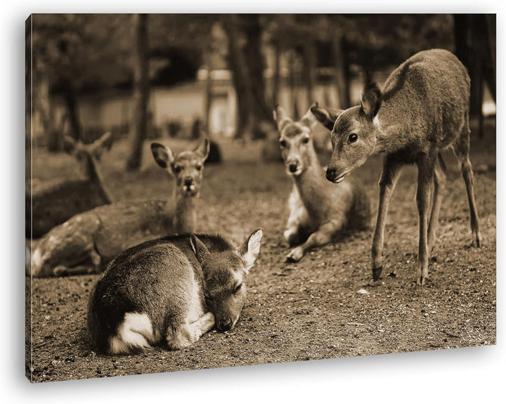 deyoli süsse Rehe im Wildgehege Format: 100x70 Effekt: Sepia als Leinwand, Motiv fertig gerahmt auf