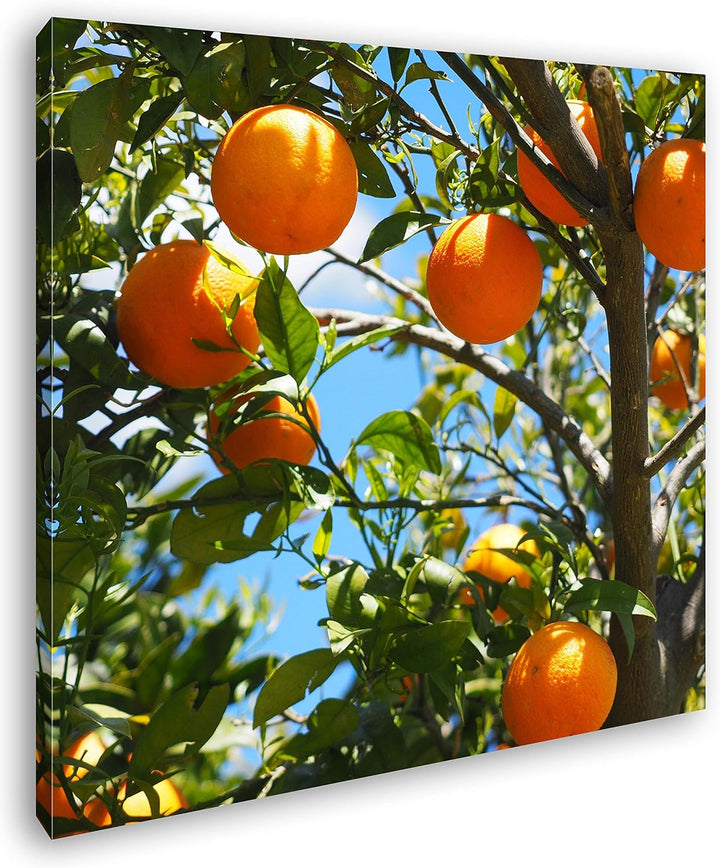 deyoli Orangenbaum mit Reifen Früchten Format: 70x70 als Leinwand, Motiv fertig gerahmt auf Echtholz