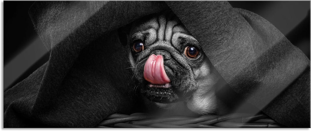 Glasbild Panorama | Wandbild aus Echtglas | Süsser Mops unter der Decke | 100x40 cm | inkl. Aufhängu