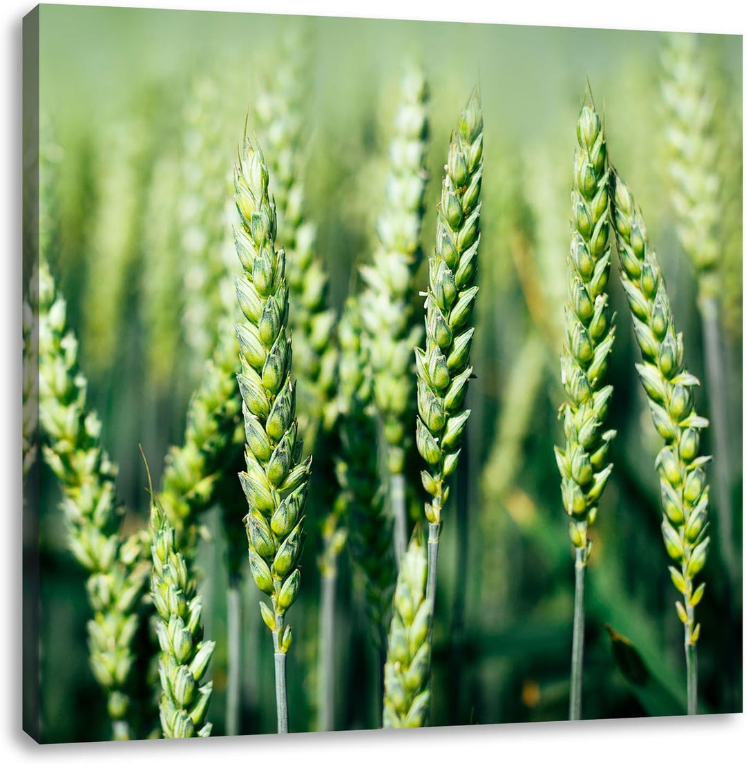 Grüne Weizen auf dem Feld, Format: 70x70 auf Leinwand, XXL riesige Bilder fertig gerahmt mit Keilrah