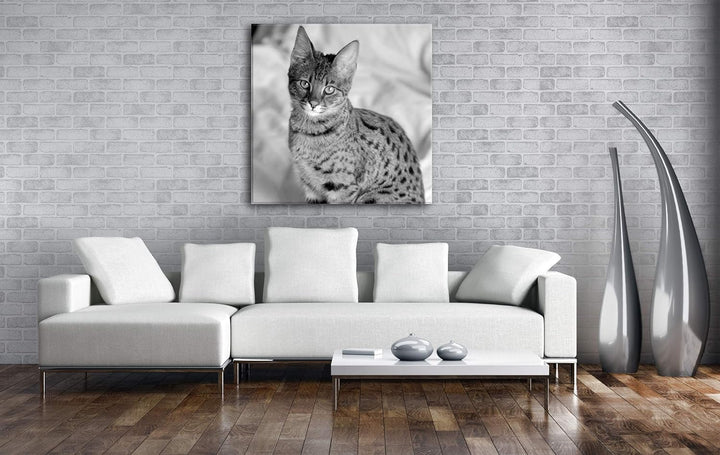 deyoli süsse Savannah Katze Format: 70x70 Effekt: Schwarz&Weiss als Leinwandbild, Motiv auf Echtholz