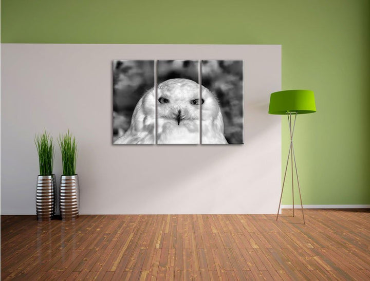 Prächtige schneeweisse Eule als Leinwandbild/Grösse: 3 Teilig (120x80) cm/Wandbild/Kunstdruck/fertig
