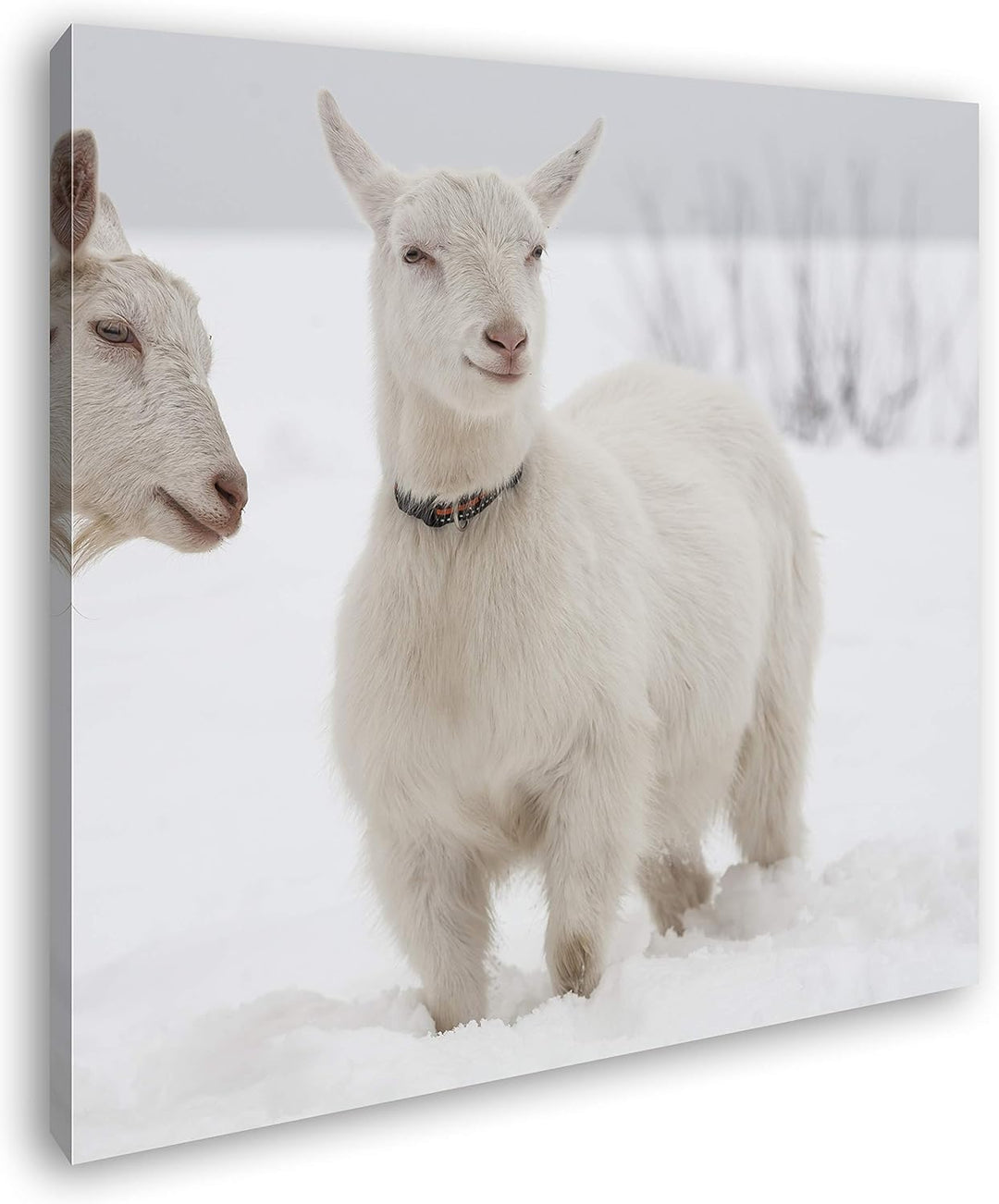 deyoli weisse Ziegen im Schnee Format: 70x70 als Leinwand, Motiv fertig gerahmt auf Echtholzrahmen,