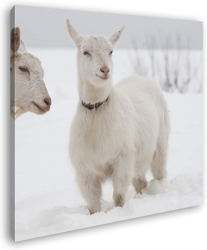 deyoli weisse Ziegen im Schnee Format: 70x70 als Leinwand, Motiv fertig gerahmt auf Echtholzrahmen,