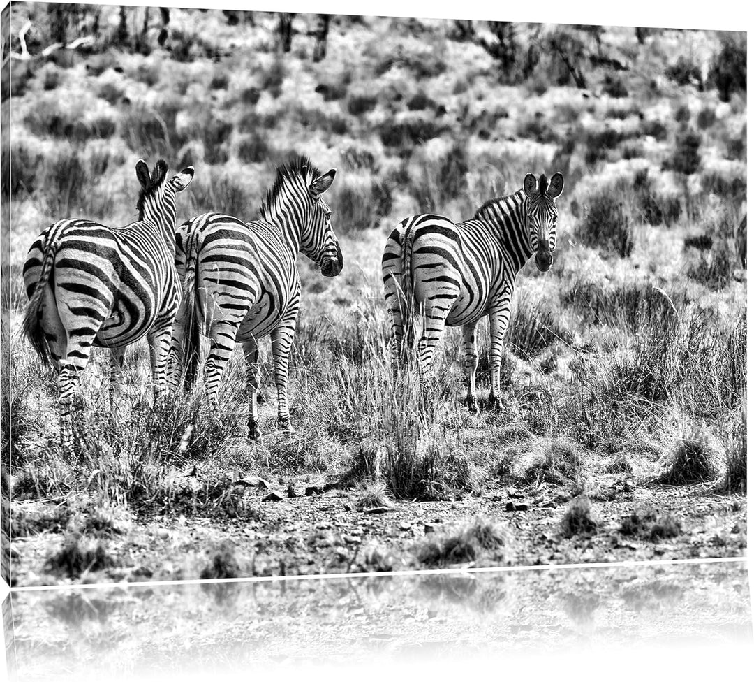 Pixxprint Zebraherde im Wildgras als Leinwandbild | Grösse: 100x70 cm | Wandbild| Kunstdruck | ferti