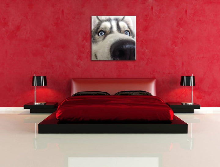 Glücklicher Husky, Format: 70x70 auf Leinwand, XXL riesige Bilder fertig gerahmt mit Keilrahmen, Kun