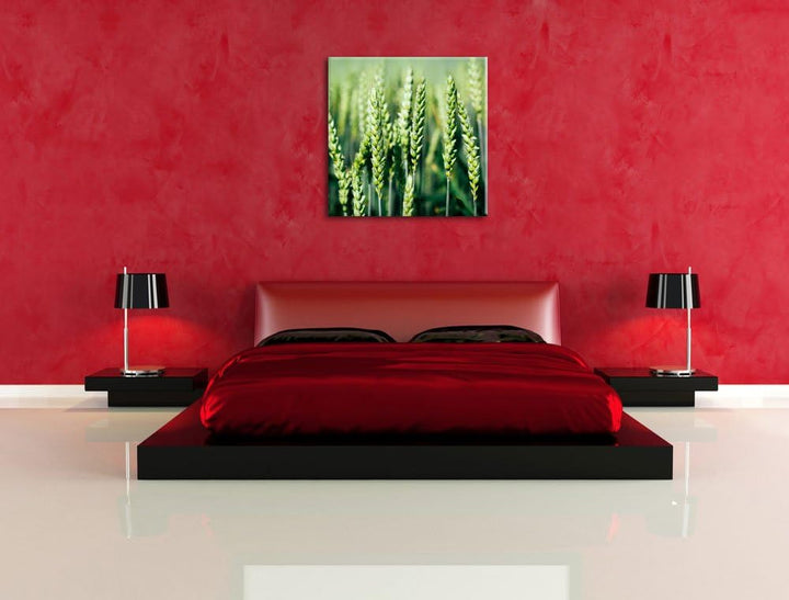Grüne Weizen auf dem Feld, Format: 70x70 auf Leinwand, XXL riesige Bilder fertig gerahmt mit Keilrah