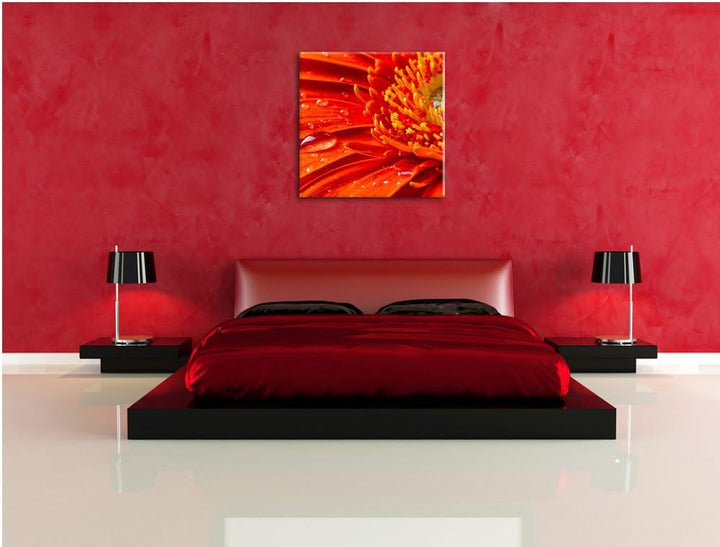 Gerbera mit Wassertropfen, Format: 70x70 auf Leinwand, XXL riesige Bilder fertig gerahmt mit Keilrah