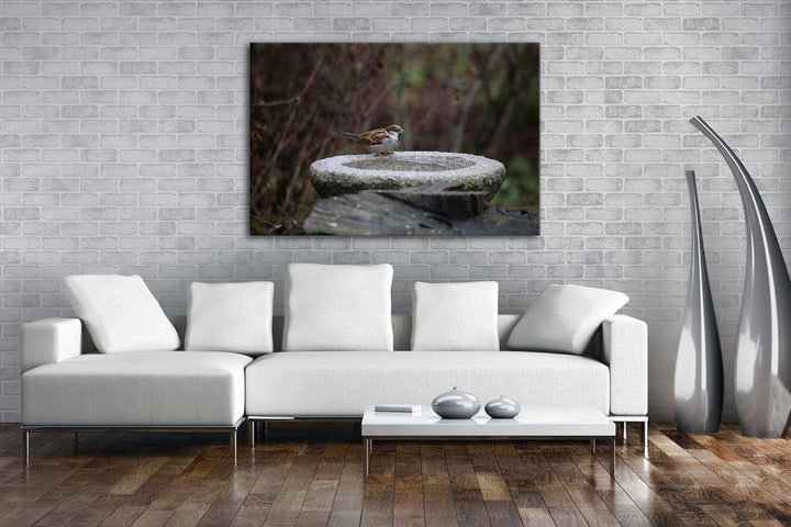 deyoli kleiner Spatz an einer Wassertränke Format: 100x70 als Leinwand, Motiv fertig gerahmt auf Ech