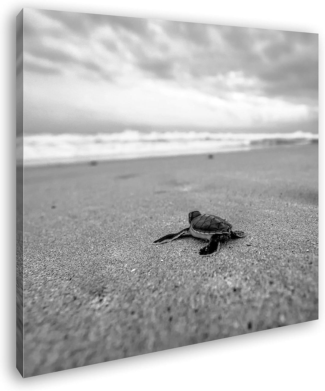 deyoli niedliche kleine Schildkröte Format: 70x70 Effekt: Schwarz&Weiss als Leinwandbild, Motiv fert