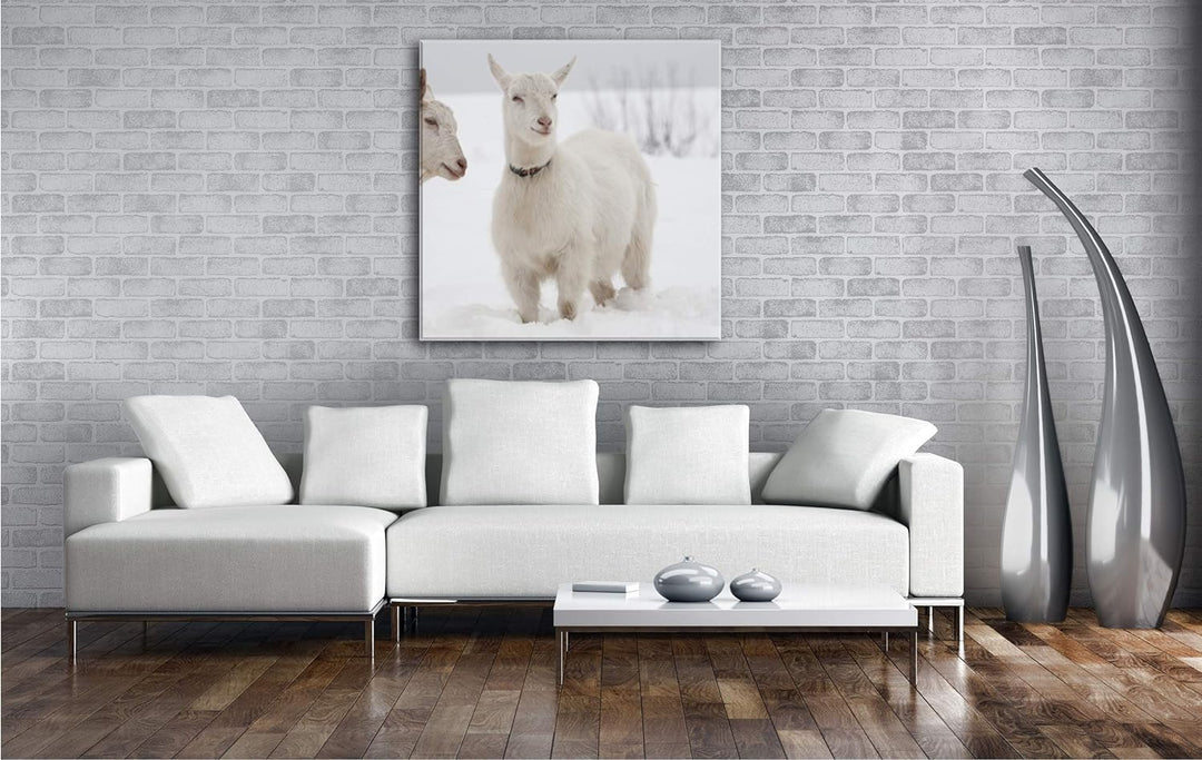 deyoli weisse Ziegen im Schnee Format: 70x70 als Leinwand, Motiv fertig gerahmt auf Echtholzrahmen,