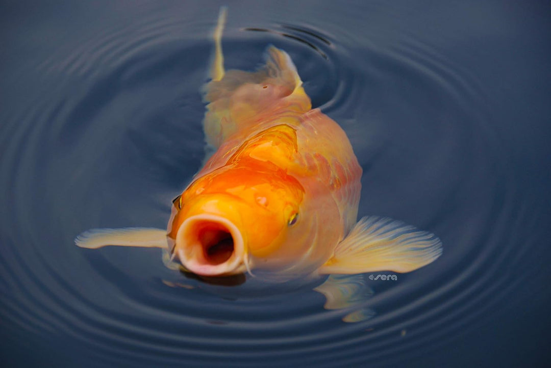 sera 07123 Koi Royal Nature Medium (4 mm) 21 Liter - Hauptfutter BZW. Koifutter für EIN ausgewogenes