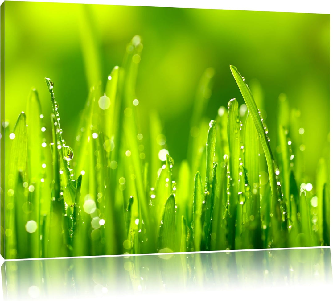 Grashalme mit Tauwasser, Format: 100x70 auf Leinwand, XXL riesige Bilder fertig gerahmt mit Keilrahm