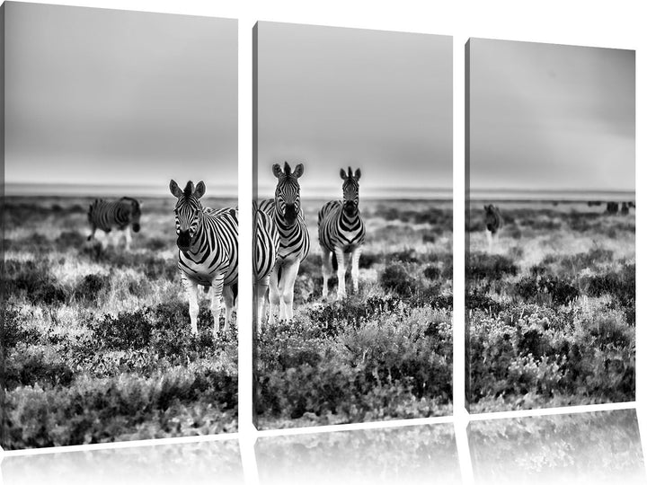 Pixxprint Zebra in der Savanne als Leinwandbild/Grösse: 3 Teilig (120x80) cm/Wandbild/Kunstdruck/fer